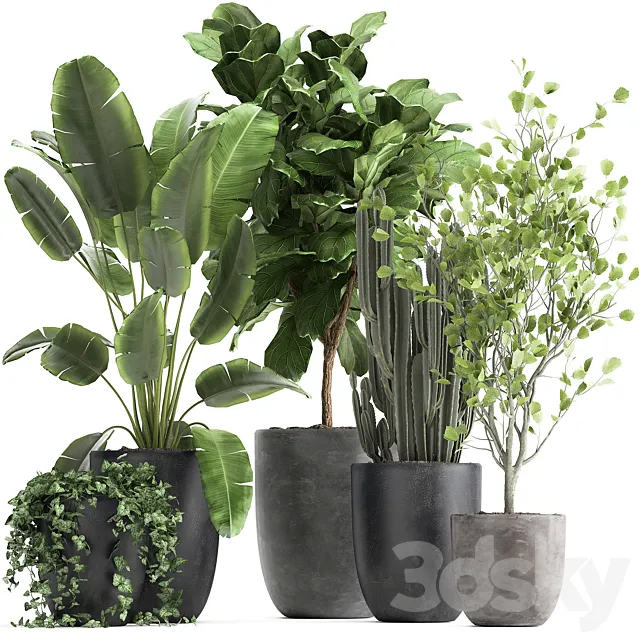 Collection of plants in black pots with Strelitzia Ficus lyrata tree ivy banana palm ravenala. Set 961. 3D Model Collection of plants in black pots with Strelitzia Ficus lyrata tree ivy banana palm ravenala. Set 961. 3D Model