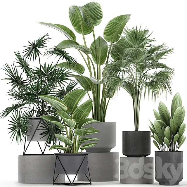 Collection of plants in concrete pots with Strelitzia. fan palm. office plants. Set 755. 3DModel