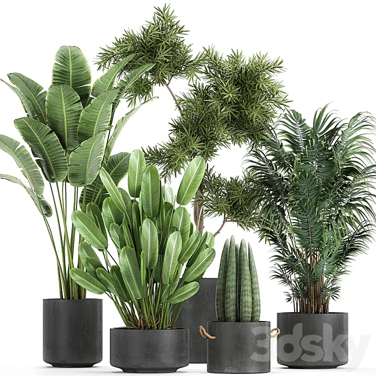 Collection of plants in concrete pots with Strelitzia palm Sansevieria. Set 754. 3D Model Collection of plants in concrete pots with Strelitzia palm Sansevieria. Set 754. 3D Model