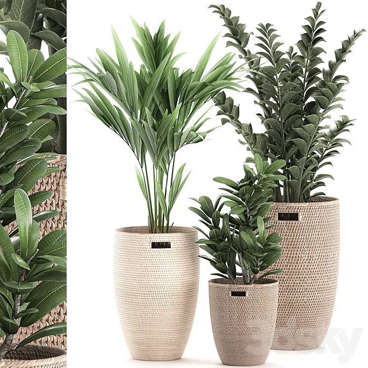 Collection of plants in decorative baskets pots with Zamiokulkas Money tree palm tree hovea. Set 568. 3D Model