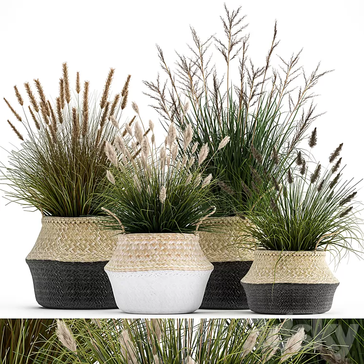Collection of plants in flower baskets with Pampas grass flowerpot bush reed. Set 1028. 3D Model