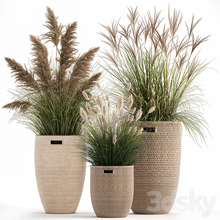 Collection of plants in flower baskets with Pampas grass weinik reeds for landscape design. Set 1025. 3D Model Collection of plants in flower baskets with Pampas grass weinik reeds for landscape design. Set 1025. 3D Model