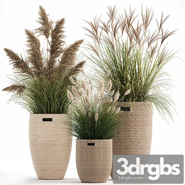 Collection of plants in flower baskets with pampas grass, weinik, reeds for landscape design. set 1025. Collection of plants in flower baskets with pampas grass, weinik, reeds for landscape design. set 1025.