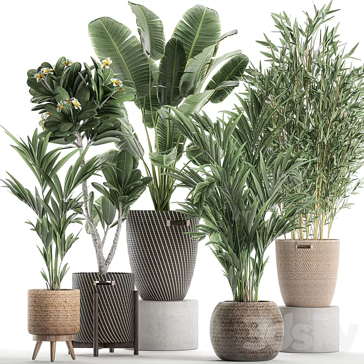 Collection of plants in flower wicker baskets with banana palm bamboo bush Hovea plumeria. Set 631. 3D Model Collection of plants in flower wicker baskets with banana palm bamboo bush Hovea plumeria. Set 631. 3D Model