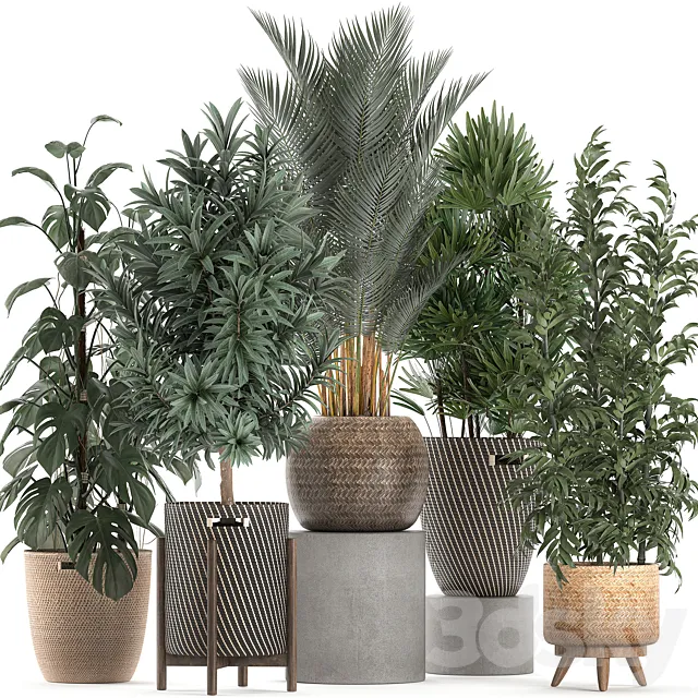 Collection of plants in flower wicker baskets with Monstera. bamboo bush. palm. Raphis Palm. Dracaena. Set 632. 3DModel