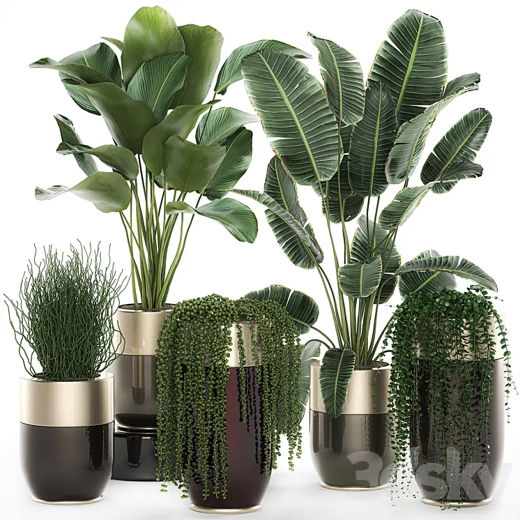 Collection of plants in gold pots Godwin Longhi with hanging Banana calathea Krestovnik Strelitzia. Set 706. 3D Model Collection of plants in gold pots Godwin Longhi with hanging Banana calathea Krestovnik Strelitzia. Set 706. 3D Model