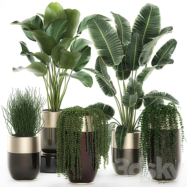 Collection of plants in gold pots Godwin Longhi with hanging. Banana. calathea. Krestovnik. Strelitzia. Set 706. 3DModel