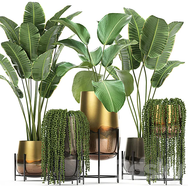 Collection of plants in golden pots on legs with banana palm strelitzia Krestovnik Kalatea lutea hanging plants. Set 768 3D Model