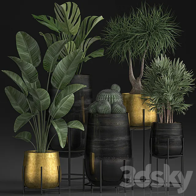 Collection of plants in luxury gold pots on legs with Monstera. Banana. rapeseed. dracaena. cactus. luxury decor. Set 546. 3DModel Collection of plants in luxury gold pots on legs with Monstera. Banana. rapeseed. dracaena. cactus. luxury decor. Set 546. 3DModel