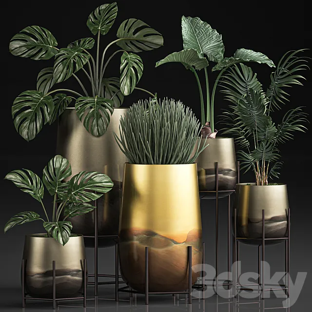 Collection of plants in luxury gold pots on legs with Monstera. palm. hovea. Alokasia. Sansevieria. Set 544. 3DModel Collection of plants in luxury gold pots on legs with Monstera. palm. hovea. Alokasia. Sansevieria. Set 544. 3DModel