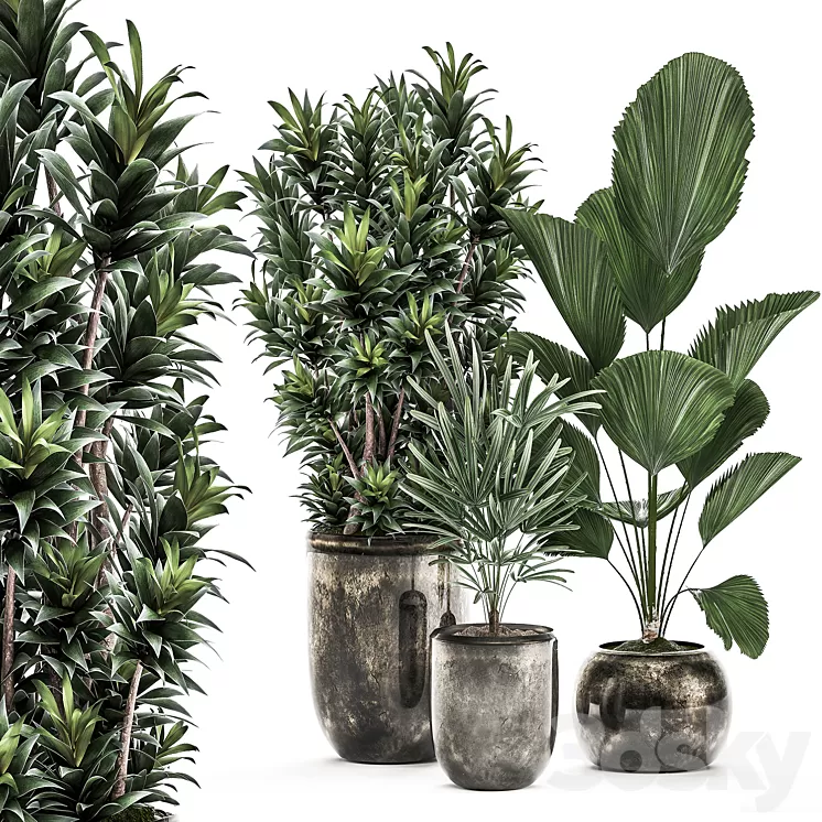 Collection of plants in luxury pots with Dracaena Licuala palm rapis luxury decor. Set 531 3D Model