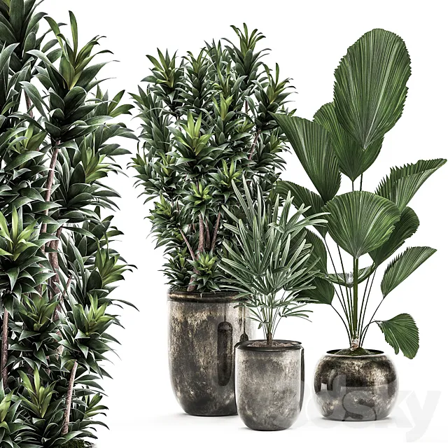 Collection of plants in luxury pots with Dracaena. Licuala. palm. rapis. luxury decor. Set 531 3DModel