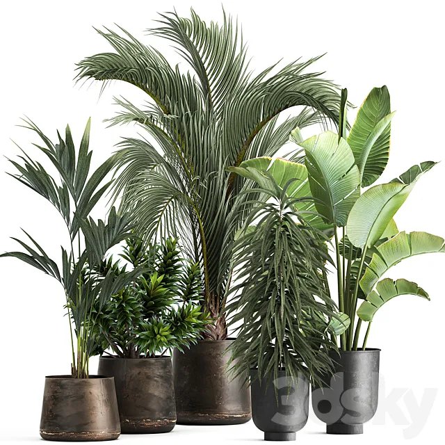 Collection of plants in metal and rusty pots with palm strelitzia hovea ficus ali banana dracaena. 1110 3D Model Collection of plants in metal and rusty pots with palm strelitzia hovea ficus ali banana dracaena. 1110 3D Model