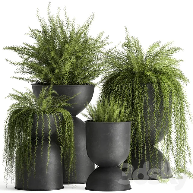 Collection of plants in metal black pots with Asparagus flower. hanging plants. Set 945. 3DModel Collection of plants in metal black pots with Asparagus flower. hanging plants. Set 945. 3DModel
