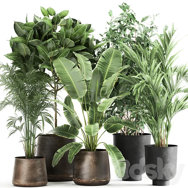 Collection of plants in metal pots and vases Strelitzia. Ravenala. Banana palm. hovea. ficus. tree Set 978. 3DModel Collection of plants in metal pots and vases Strelitzia. Ravenala. Banana palm. hovea. ficus. tree Set 978. 3DModel