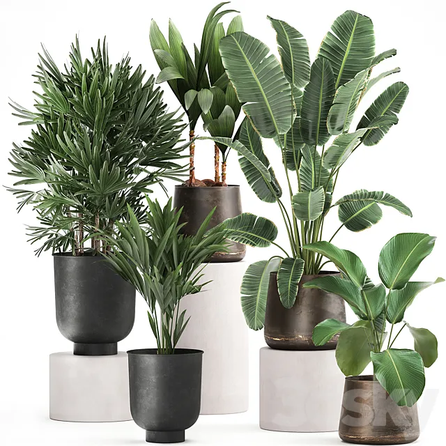 Collection of plants in metal pots and vases Strelitzia Ravenala Banana palm Howea Raphis. Set 981. 3D Model Collection of plants in metal pots and vases Strelitzia Ravenala Banana palm Howea Raphis. Set 981. 3D Model