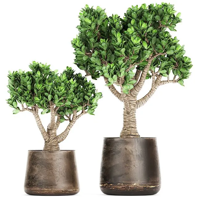 Collection of plants in metal pots with flower Crassula. Set 930 3D Model Collection of plants in metal pots with flower Crassula. Set 930 3D Model