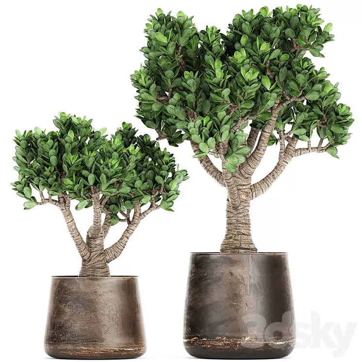Collection of plants in metal pots with flower Crassula. Set 930. 3D Model Collection of plants in metal pots with flower Crassula. Set 930. 3D Model