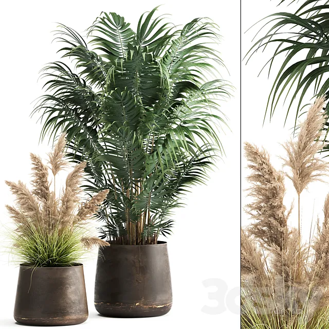 Collection of plants in metal pots with Pampas grass Cortaderia palm Howea. Set 973. 3D Model Collection of plants in metal pots with Pampas grass Cortaderia palm Howea. Set 973. 3D Model