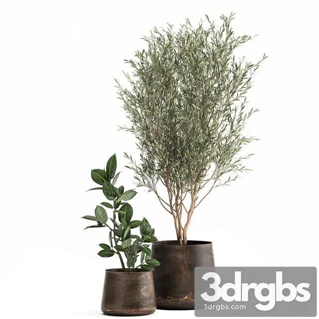 Collection of Plants In Metal Pots With Small Olive Tree Ficus Rubber Ficus Elastica Set 917 3D Model Download