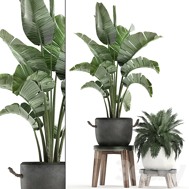 Collection of plants in modern black and white pots with a flower stand Banana palm. strelitzia. palm. Set 459. 3DModel