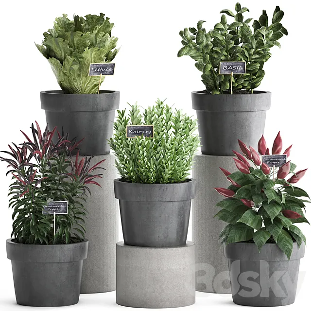 Collection of plants in modern black pots kitchen garden vegetable garden with vegetables peppers herbs lettuce rosemary basil. Set 391. 3D Model