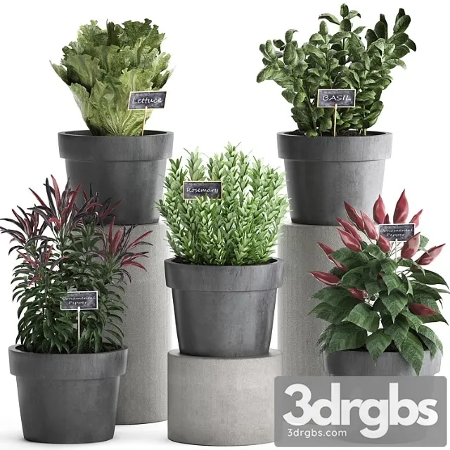Collection of plants in modern black pots kitchen garden vegetable garden with vegetables, peppers, herbs, lettuce, rosemary, basil. set 391.