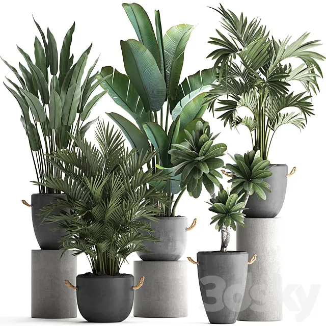 Collection of plants in modern concrete outdoor pots with Banana strelitzia palm hovea plumeria. Set 402. 3D Model