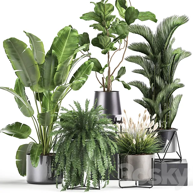 Collection of plants in modern luxury pots with Ficus Lirata. fern. palm. top. Ravenala. Strelitzia. Set 996. 3DModel Collection of plants in modern luxury pots with Ficus Lirata. fern. palm. top. Ravenala. Strelitzia. Set 996. 3DModel