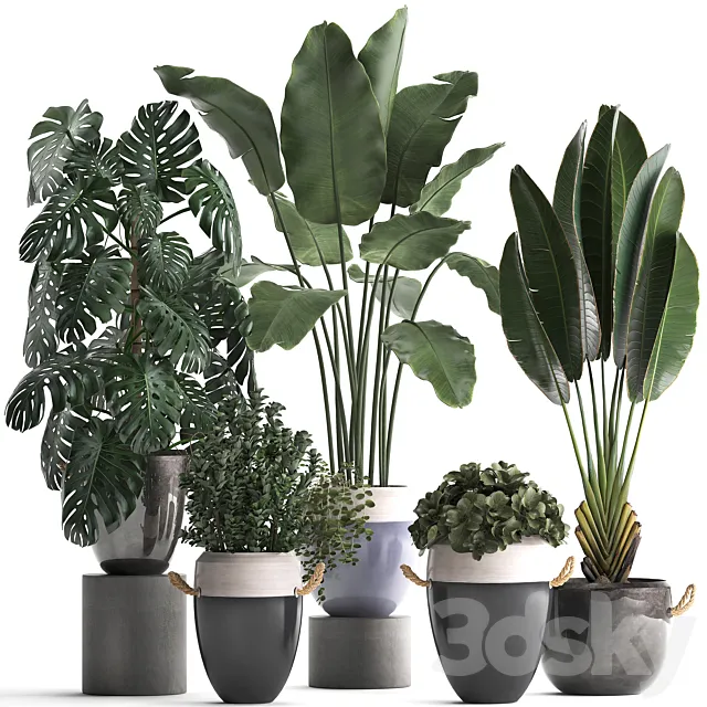 Collection of plants in modern outdoor pots with Banana palm. strelitzia. monstera. bush. Set 396. 3DModel