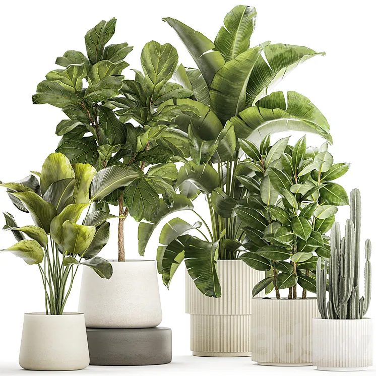 Collection of plants in modern white pots with ficus Lirata tree banana palm calathea lutea cactus Strelittia. Set 1359. 3D Model Free Download Collection of plants in modern white pots with ficus Lirata tree banana palm calathea lutea cactus Strelittia. Set 1359. 3D Model Free Download