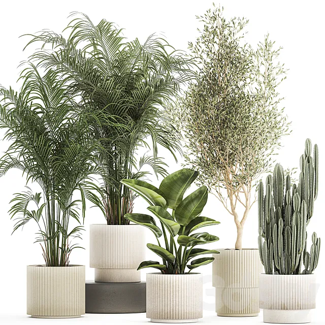 Collection of plants in modern white pots with small indoor lush palm trees Howea olive tree cactus strelitzia. Set 1368. 3D Model