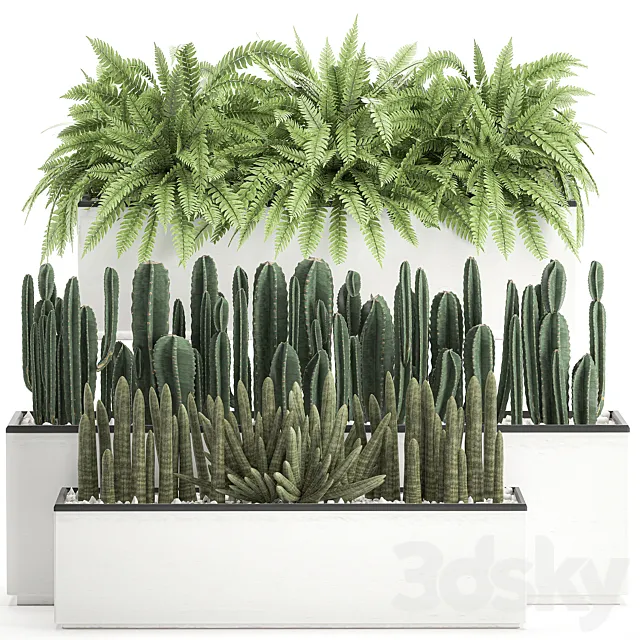 Collection of plants in outdoor white potted flower beds with bushes of fern. Cereus. Sansevieria. cactus. Set 584. 3DModel Collection of plants in outdoor white potted flower beds with bushes of fern. Cereus. Sansevieria. cactus. Set 584. 3DModel
