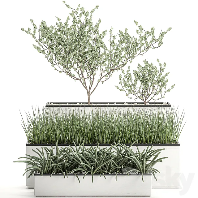 Collection of plants in outdoor white potted flower beds with tree grass Sansevieria. Set 585. 3D Model Collection of plants in outdoor white potted flower beds with tree grass Sansevieria. Set 585. 3D Model