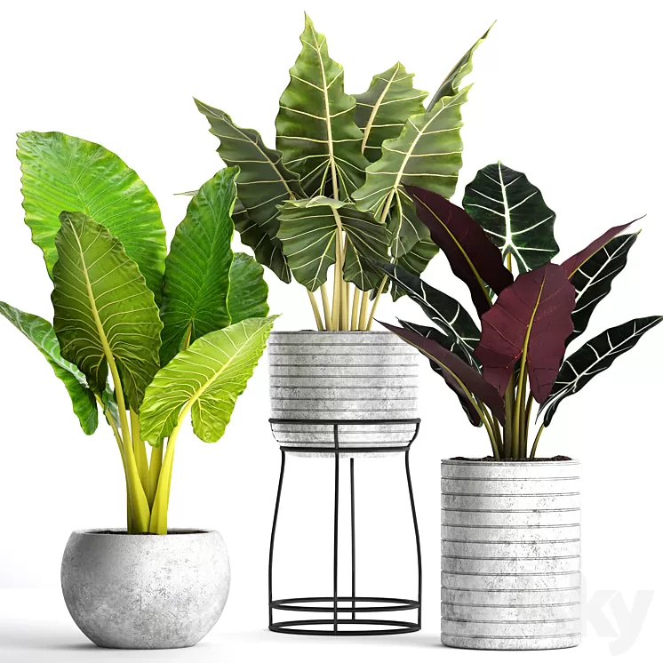 Collection of plants in pots 33. alocasia concrete pot flowerpot small plants flowers flower stand exotic 3D Model Collection of plants in pots 33. alocasia concrete pot flowerpot small plants flowers flower stand exotic 3D Model
