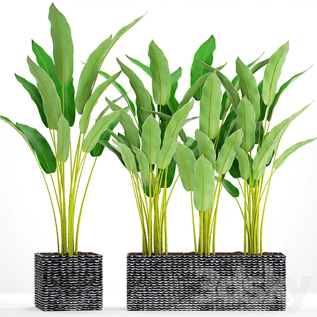 Collection of plants in pots 35. Strelitzia pot bush flowerpot street concrete thickets 3D Model Collection of plants in pots 35. Strelitzia pot bush flowerpot street concrete thickets 3D Model