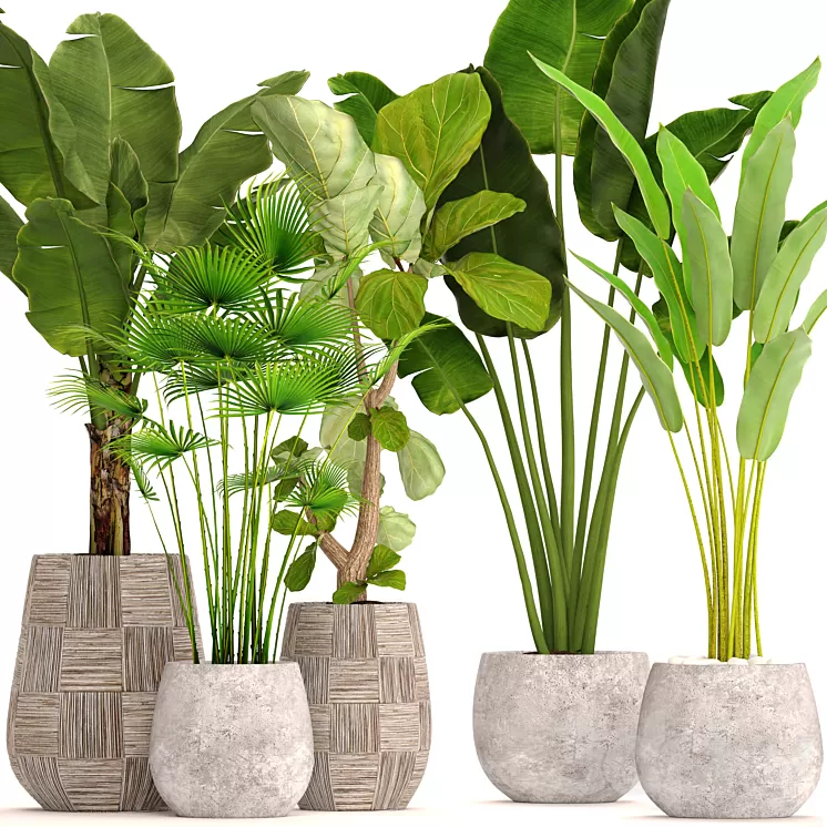 Collection of plants in pots 41. concrete pot flowerpot bush banana palm ficus lyrata fan palm strelitzia 3D Model Collection of plants in pots 41. concrete pot flowerpot bush banana palm ficus lyrata fan palm strelitzia 3D Model
