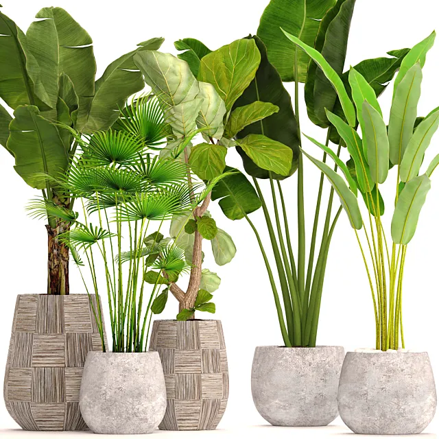 Collection of plants in pots 41. concrete pot. flowerpot. bush. banana palm. ficus lyrata. fan palm. strelitzia 3DModel Collection of plants in pots 41. concrete pot. flowerpot. bush. banana palm. ficus lyrata. fan palm. strelitzia 3DModel