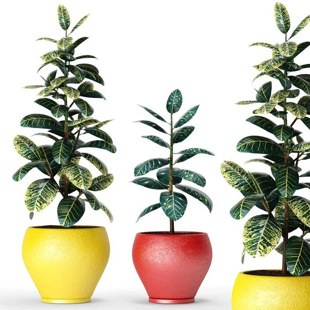 Collection of plants in pots 6 ficus flower pot tree 3D Model Collection of plants in pots 6 ficus flower pot tree 3D Model