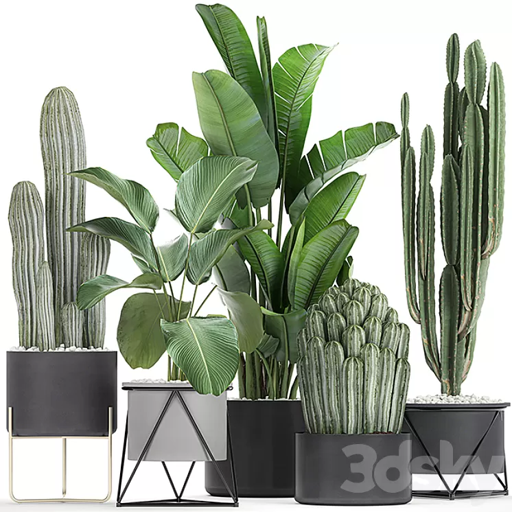 Collection of plants in pots on legs with Cacti and Strelitzia Banana palm Cereus. Set 747. 3D Model Collection of plants in pots on legs with Cacti and Strelitzia Banana palm Cereus. Set 747. 3D Model