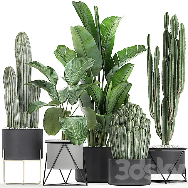 Collection of plants in pots on legs with Cacti and Strelitzia. Banana palm. Cereus. Set 747. 3DModel Collection of plants in pots on legs with Cacti and Strelitzia. Banana palm. Cereus. Set 747. 3DModel