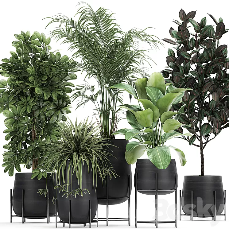 Collection of plants in pots on legs with palm strelitzia Scheffler Calathea lutea Ficus Chlorophytum. Set 769 3D Model Collection of plants in pots on legs with palm strelitzia Scheffler Calathea lutea Ficus Chlorophytum. Set 769 3D Model