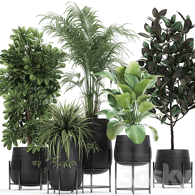 Collection of plants in pots on legs with palm. strelitzia. Scheffler. Calathea lutea. Ficus. Chlorophytum. Set 769 3DModel
