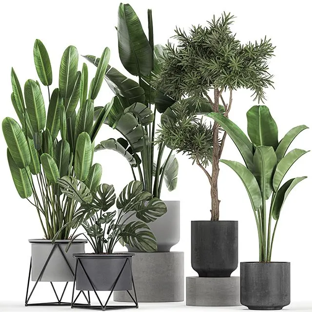 Collection of plants in pots on legs with Strelitzia monstera Banana palm tree. Set 749 3D Model