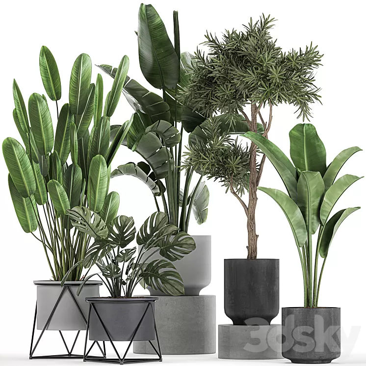 Collection of plants in pots on legs with Strelitzia monstera Banana palm tree. Set 749. 3D Model Collection of plants in pots on legs with Strelitzia monstera Banana palm tree. Set 749. 3D Model