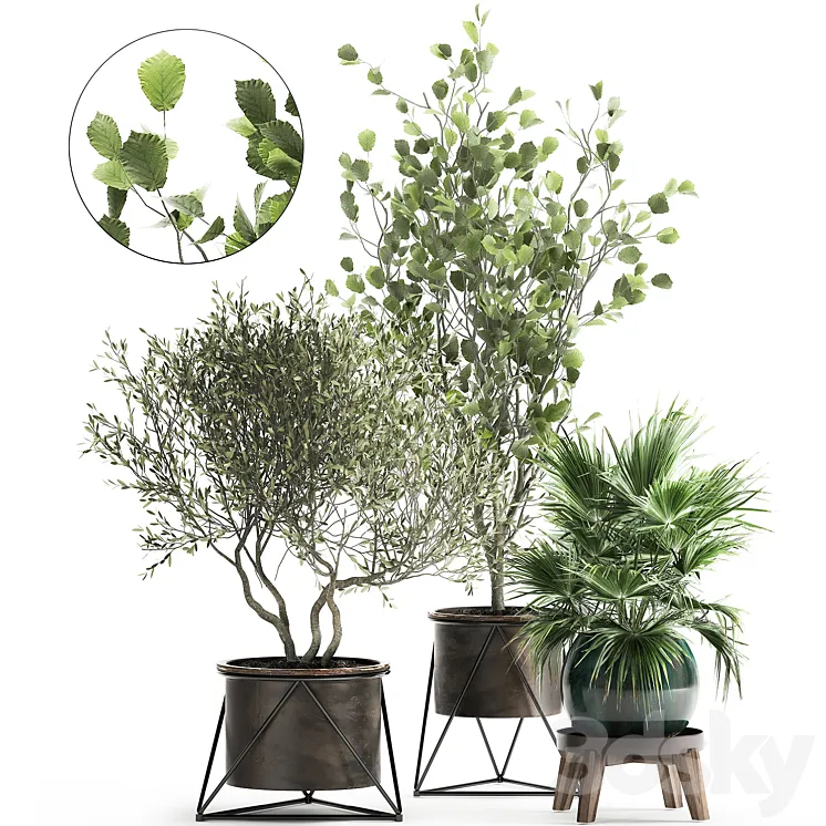 Collection of plants in pots with Olive tree ficus fan palm hazel linden. Set 975. 3D Model Free Download