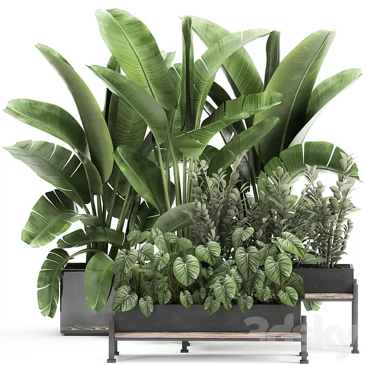 Collection of plants in potted flower beds with Thickets Strelitzia banana Zamiokulkas Philodendron jungle. Set 914. 3D Model Collection of plants in potted flower beds with Thickets Strelitzia banana Zamiokulkas Philodendron jungle. Set 914. 3D Model
