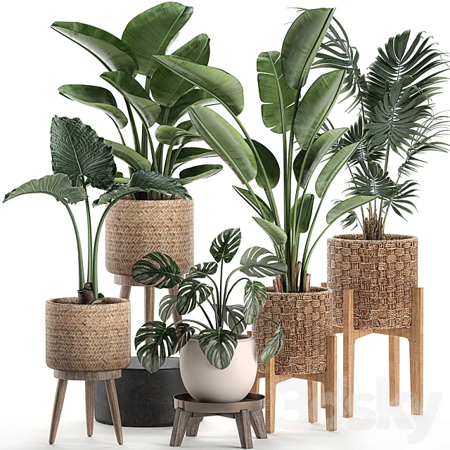 Collection of plants in rattan baskets on legs with Banana palm strelitzia hovea monstera alokasia. Set 574. 3D Model Collection of plants in rattan baskets on legs with Banana palm strelitzia hovea monstera alokasia. Set 574. 3D Model