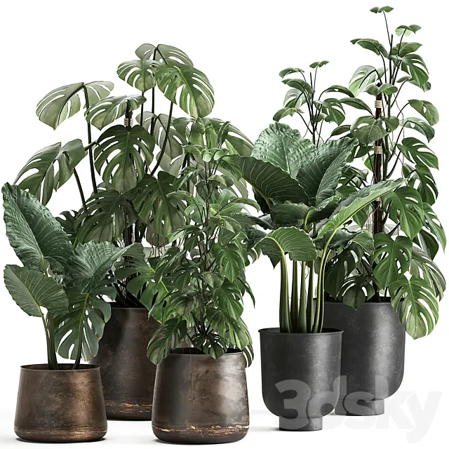 Collection of plants in rusty metal black pots with Monstera flower loft Alokasia. Dial 999. 3D Model Collection of plants in rusty metal black pots with Monstera flower loft Alokasia. Dial 999. 3D Model
