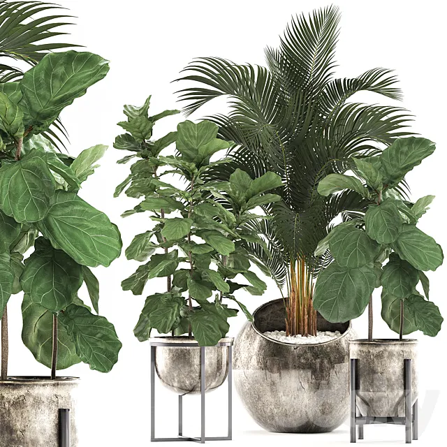 Collection of plants in stylish modern pots with round flowerpot with Palm Ficus lyrata pot luxury. Set 474. 3D Model Collection of plants in stylish modern pots with round flowerpot with Palm Ficus lyrata pot luxury. Set 474. 3D Model